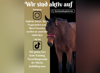 Otras razas, Caballo castrado, 7 años, 160 cm, Castaño