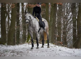 Otras razas, Caballo castrado, 7 años, 160 cm, Tordillo negro