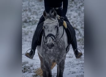 Otras razas, Caballo castrado, 7 años, 160 cm, Tordillo negro