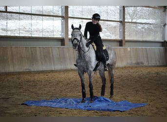 Otras razas, Caballo castrado, 7 años, 160 cm, Tordillo negro