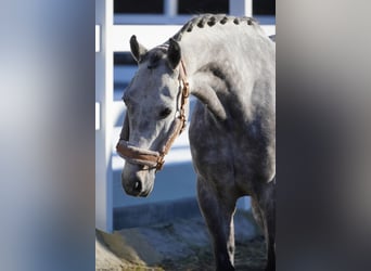 Otras razas, Caballo castrado, 7 años, 160 cm, Tordillo negro