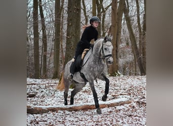 Otras razas, Caballo castrado, 7 años, 160 cm, Tordillo negro