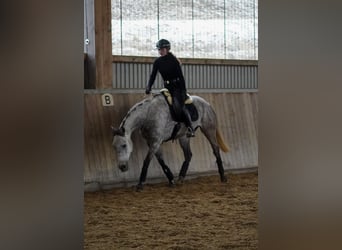 Otras razas, Caballo castrado, 7 años, 160 cm, Tordillo negro