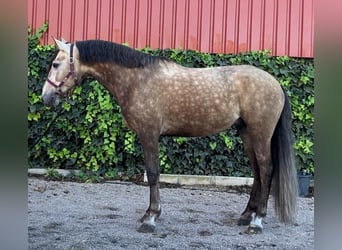 Otras razas Mestizo, Caballo castrado, 7 años, 160 cm, Tordo