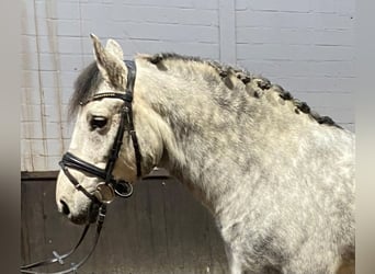 Otras razas, Caballo castrado, 7 años, 160 cm, Tordo