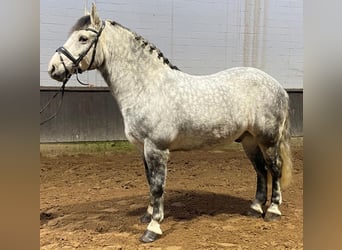 Otras razas, Caballo castrado, 7 años, 160 cm, Tordo