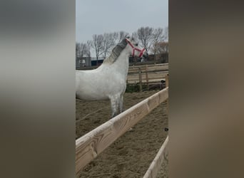 Otras razas Mestizo, Caballo castrado, 7 años, 162 cm, White/Blanco