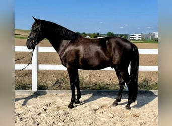 Otras razas, Caballo castrado, 7 años, 163 cm, Castaño oscuro