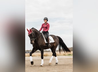 Otras razas, Caballo castrado, 7 años, 163 cm, Castaño oscuro