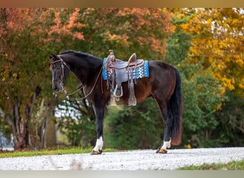 Otras razas, Caballo castrado, 7 años, 163 cm, Castaño oscuro