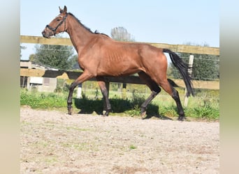 Otras razas, Caballo castrado, 7 años, 165 cm, Castaño