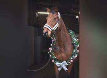 Otras razas, Caballo castrado, 7 años, 165 cm, Castaño