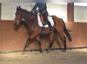 Otras razas, Caballo castrado, 7 años, 165 cm, Castaño