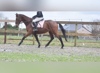 Otras razas, Caballo castrado, 7 años, 165 cm, Castaño