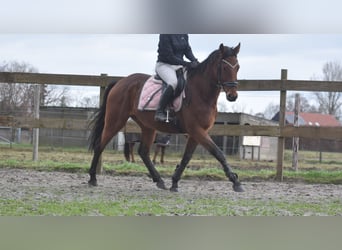 Otras razas, Caballo castrado, 7 años, 165 cm, Castaño