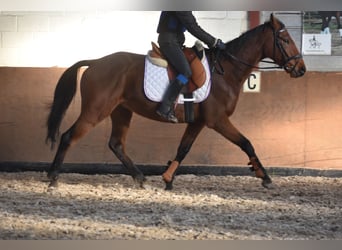 Otras razas, Caballo castrado, 7 años, 165 cm, Castaño