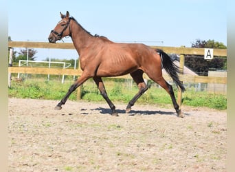 Otras razas, Caballo castrado, 7 años, 165 cm, Castaño