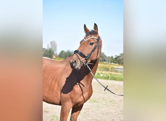 Otras razas, Caballo castrado, 7 años, 165 cm, Castaño