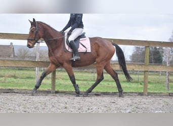 Otras razas, Caballo castrado, 7 años, 165 cm, Castaño