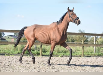 Otras razas, Caballo castrado, 7 años, 165 cm, Castaño