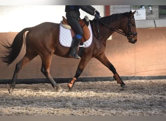 Otras razas, Caballo castrado, 7 años, 165 cm, Castaño