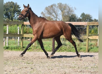 Otras razas, Caballo castrado, 7 años, 165 cm, Castaño