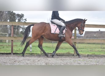 Otras razas, Caballo castrado, 7 años, 165 cm, Castaño