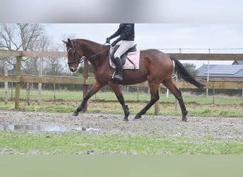 Otras razas, Caballo castrado, 7 años, 165 cm, Castaño