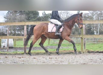 Otras razas, Caballo castrado, 7 años, 165 cm, Castaño