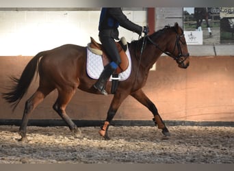 Otras razas, Caballo castrado, 7 años, 165 cm, Castaño