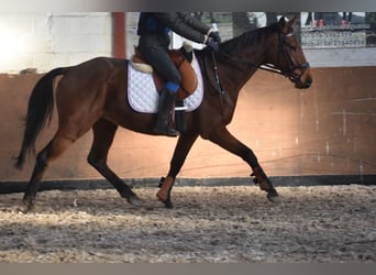 Otras razas, Caballo castrado, 7 años, 165 cm, Castaño