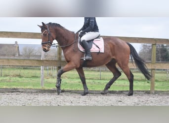 Otras razas, Caballo castrado, 7 años, 165 cm, Castaño