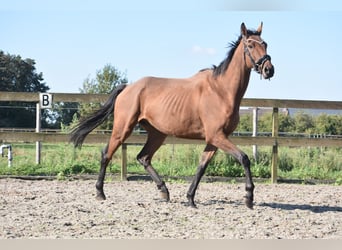 Otras razas, Caballo castrado, 7 años, 165 cm, Castaño