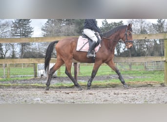 Otras razas, Caballo castrado, 7 años, 165 cm, Castaño