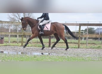 Otras razas, Caballo castrado, 7 años, 165 cm, Castaño