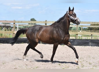 Otras razas, Caballo castrado, 7 años, 166 cm, Castaño oscuro