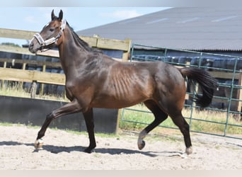 Otras razas, Caballo castrado, 7 años, 166 cm, Castaño oscuro