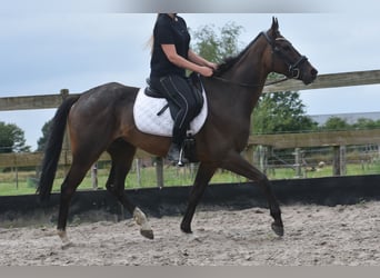 Otras razas, Caballo castrado, 7 años, 166 cm, Castaño oscuro