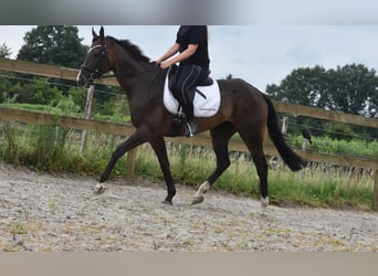 Otras razas, Caballo castrado, 7 años, 166 cm, Castaño oscuro