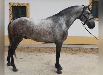 Otras razas Mestizo, Caballo castrado, 7 años, 167 cm, Tordo