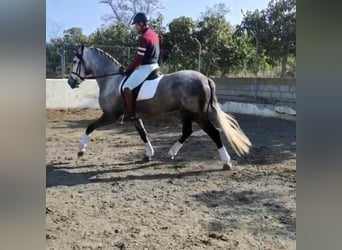 Otras razas, Caballo castrado, 7 años, 167 cm, Tordo