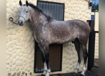 Otras razas Mestizo, Caballo castrado, 7 años, 167 cm, Tordo