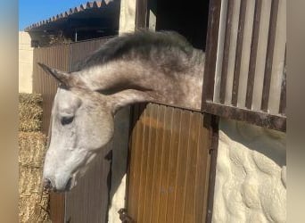 Otras razas Mestizo, Caballo castrado, 7 años, 167 cm, Tordo