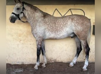 Otras razas Mestizo, Caballo castrado, 7 años, 167 cm, Tordo