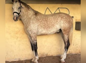 Otras razas Mestizo, Caballo castrado, 7 años, 167 cm, Tordo