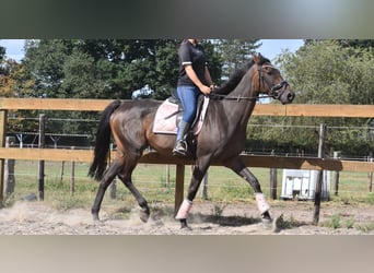 Otras razas, Caballo castrado, 7 años, 170 cm, Castaño oscuro