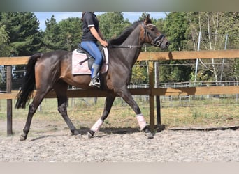 Otras razas, Caballo castrado, 7 años, 170 cm, Castaño oscuro