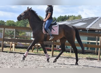 Otras razas, Caballo castrado, 7 años, 170 cm, Castaño oscuro