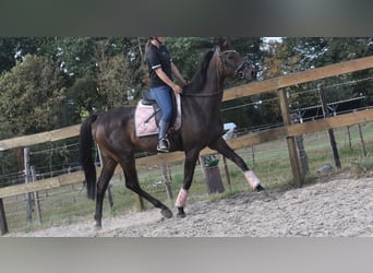 Otras razas, Caballo castrado, 7 años, 170 cm, Castaño oscuro