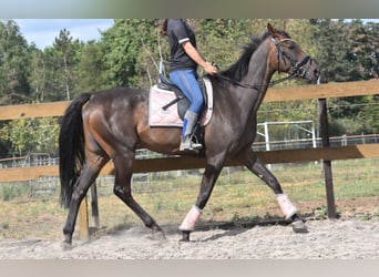 Otras razas, Caballo castrado, 7 años, 170 cm, Castaño oscuro
